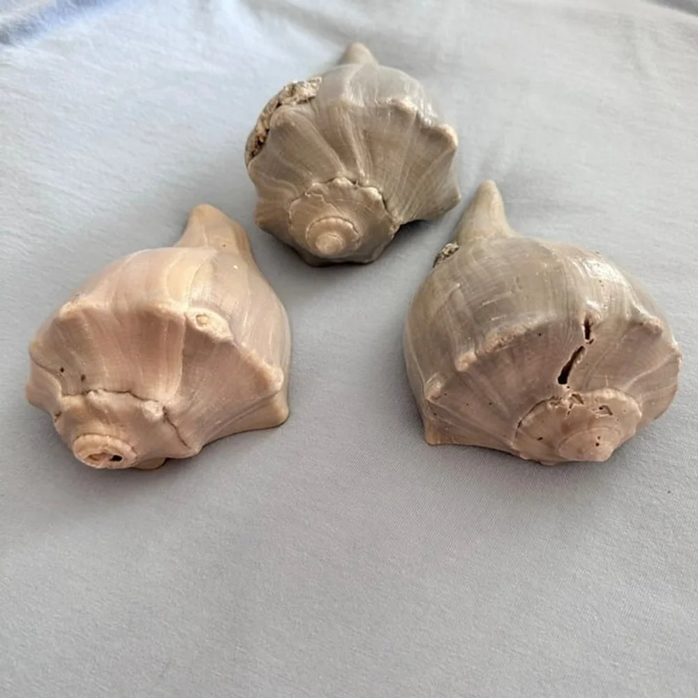 Natural Conch Shells,  Set of 3, each 5